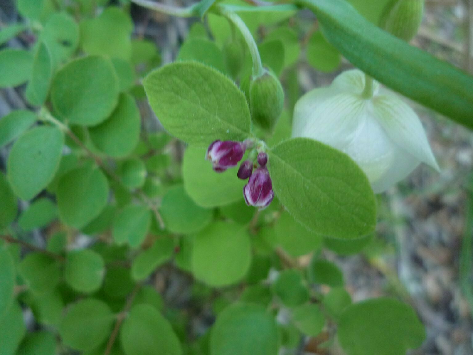 High Resolution Symphoricarpos mollis Bud